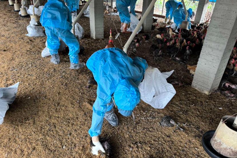 快新聞／雲林縣土雞場再爆禽流感疫情　撲殺銷毀5375隻雞