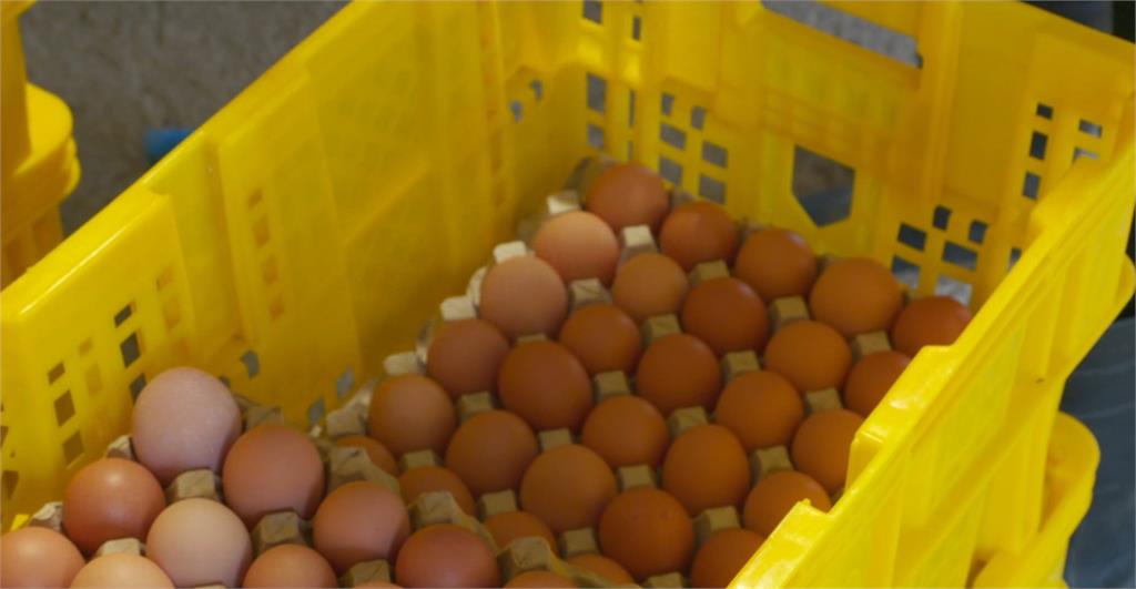 空包蛋？網購雞蛋平台突歇業　錢繳了卻領不到蛋