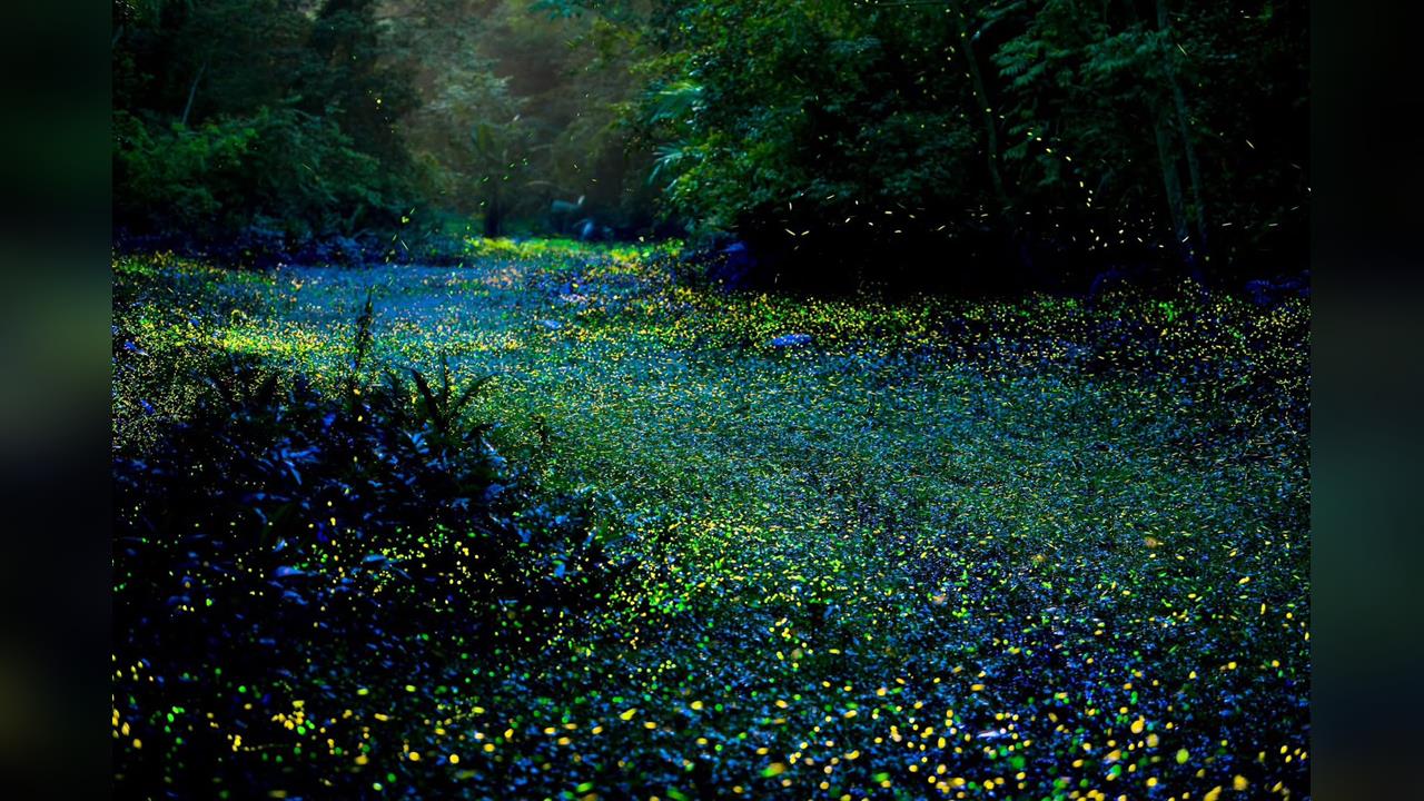 連日大雨助攻!西湖渡假村螢火蟲「報復性」成長,規模創十年之最
