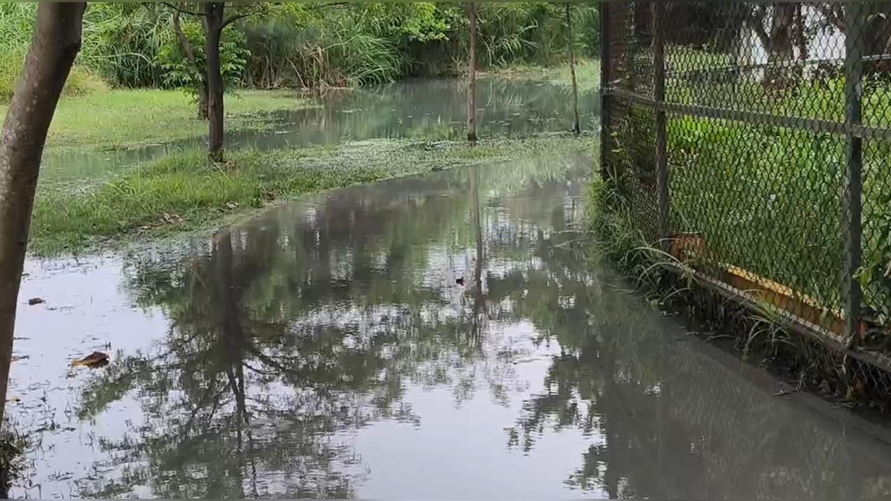快新聞／「巴威」海水倒灌！台東森林公園多處積水　縣府急封閉綠水橋