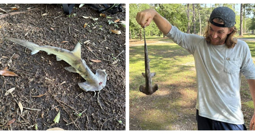 這幕像《風飛鯊》！猛禽「空中掉鯊魚」　目擊者全程直呼：太扯