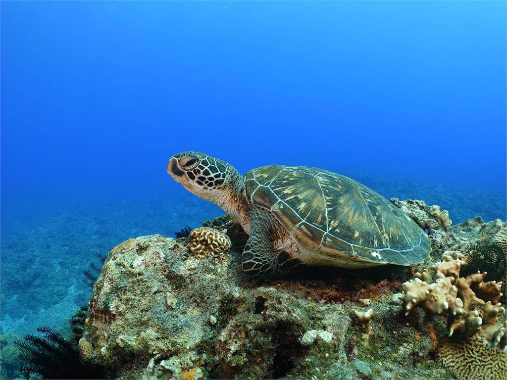 史上最大量！小琉球海龜自行解封　空拍「單日805隻」破紀錄