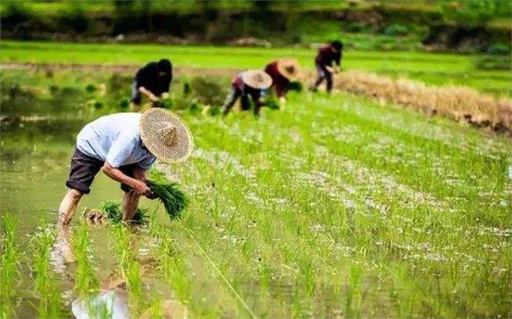 順應「芒種」節氣開運！命理師傳授心法「讓你忙而不茫」有種皆得