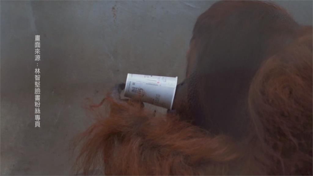 紅毛猩猩「雄大」入贅北市6年追不到女友...回新竹動物園過年