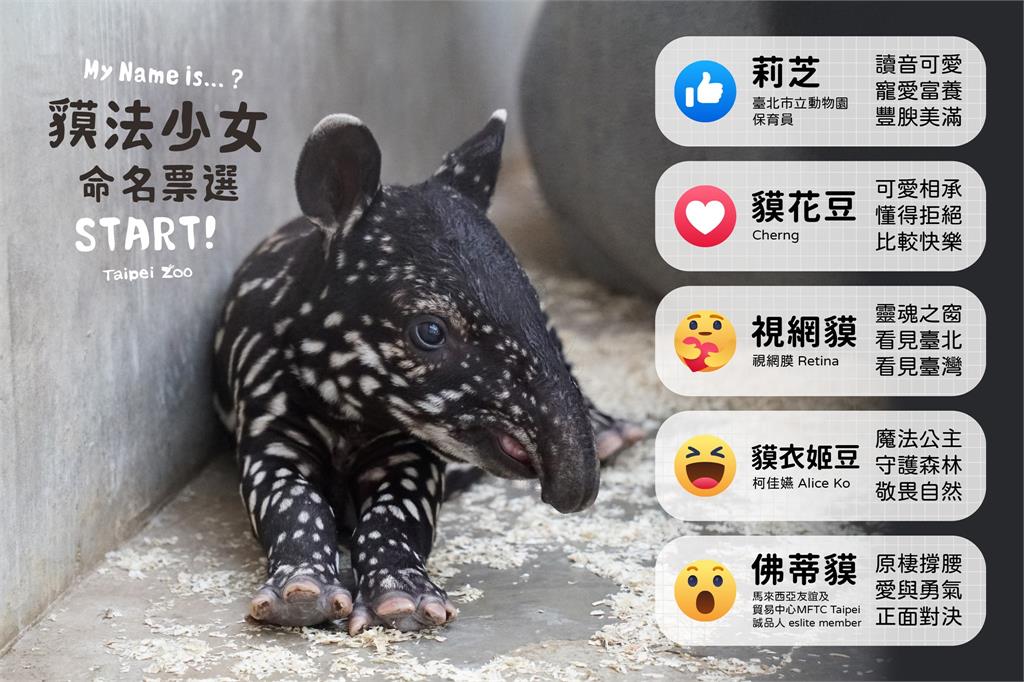 馬來貘寶寶命名「貘花豆」大幅領先　視網膜為催票喊「獲勝吃香菜」！