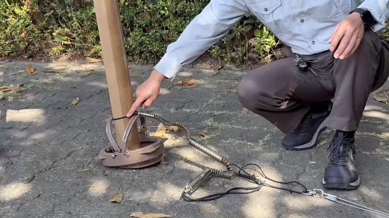 墾丁梅花鹿數量過多! 地方出動「人道捕獸夾」捕捉圈養