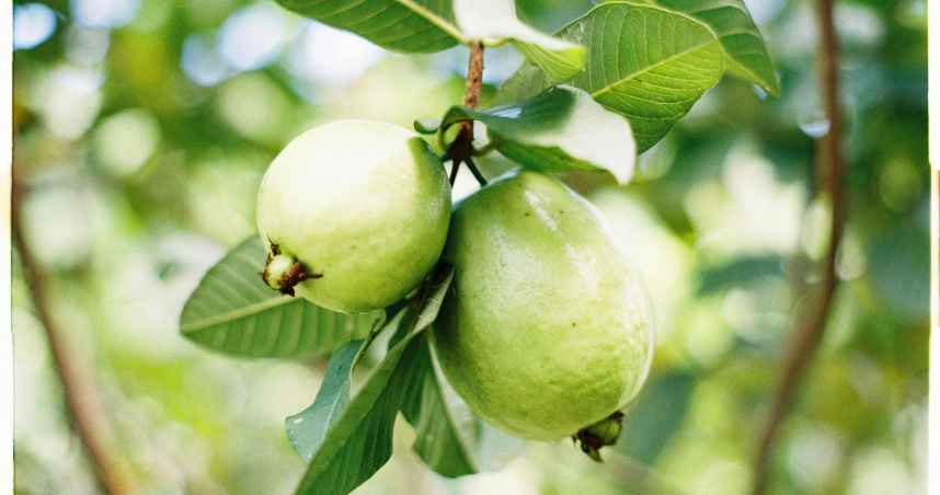 天母買芭樂「3顆600元」網友吃驚 常客逆風挺店家:價錢真的正常