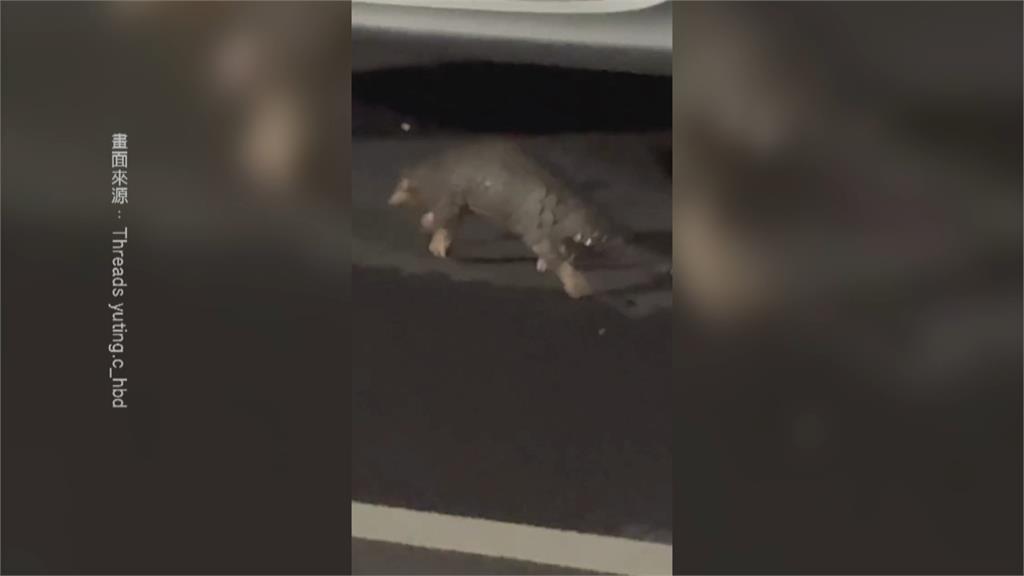 驚！穿山甲現蹤台中市區　經貿園區停車場深夜直擊保育類