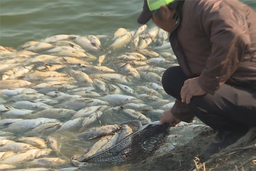 快新聞／冷死！連日低溫　西南沿海虱目魚大量凍斃