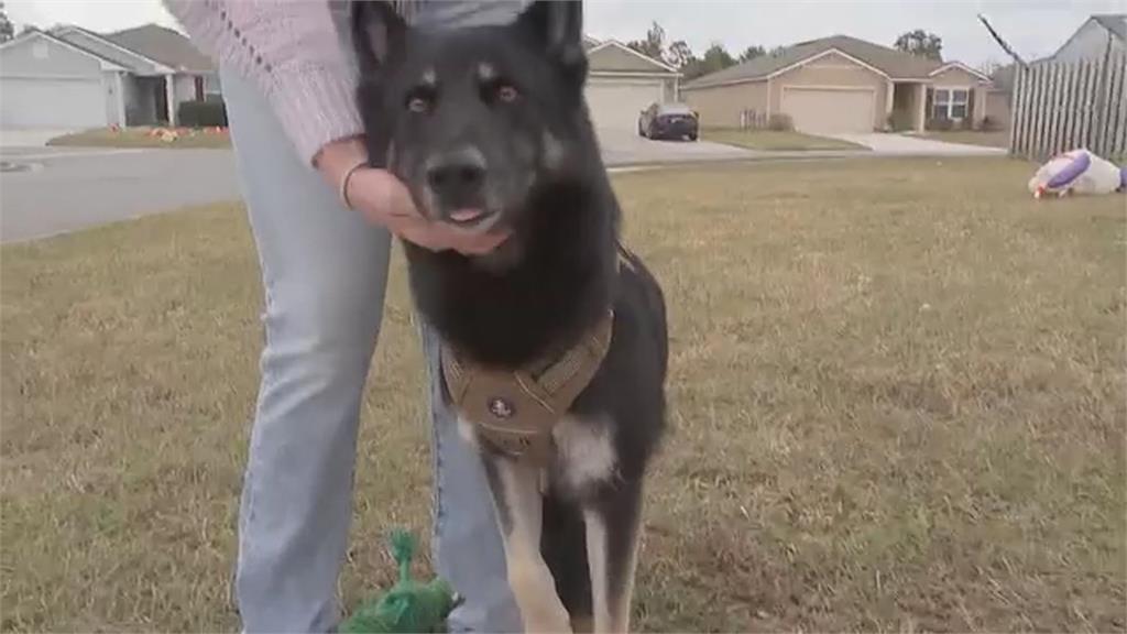 最棒禮物！　愛犬走失多日　耶誕夜自行返家按門鈴