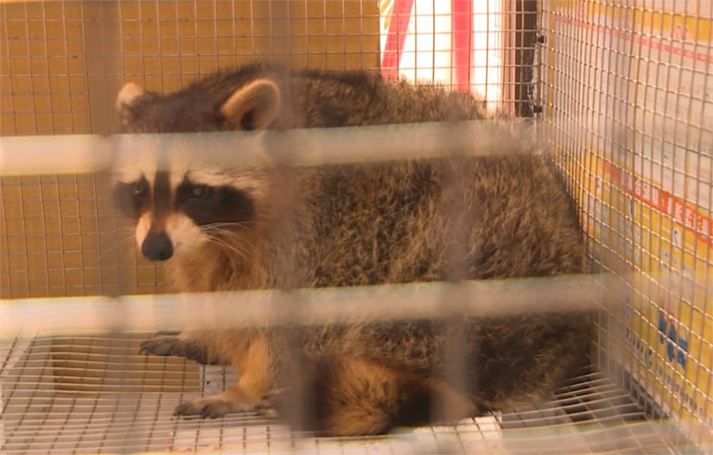 阿嬤養的浣熊「懂吃又挑食體重過胖」　被飼主寵壞了