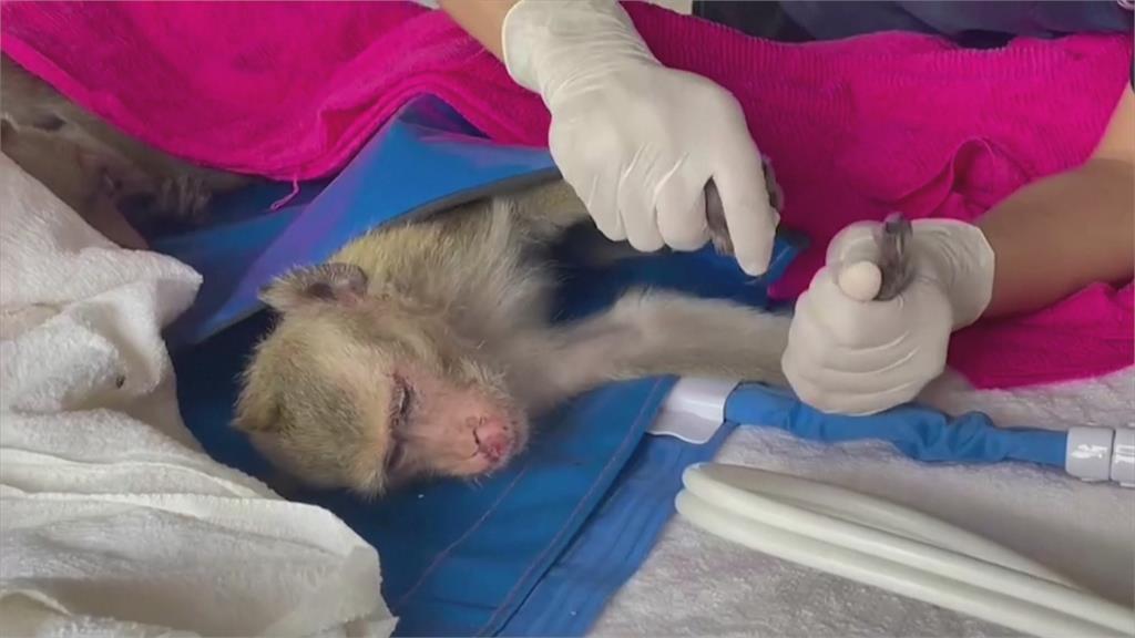 泰國查獲百餘隻走私獼猴 搭野戰醫院緊急救援