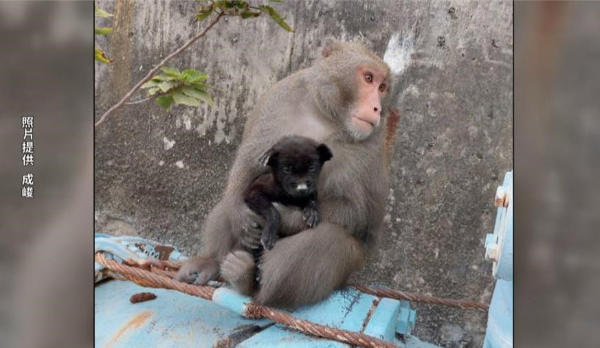 嘉義獼猴把狗當兒養？小黑狗遺體掛樹「胃部空、脊椎拉斷」遭餓死