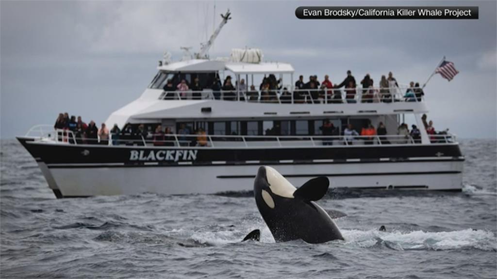 黑白相間美麗身影躍出海面　加州近海３０多隻虎鯨現蹤
