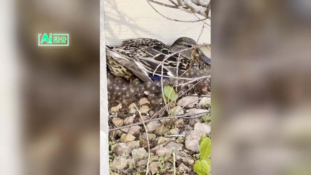 綠頭鴨家門築巢孵蛋！　母鴨每年春天報到曝「護蛋策略」