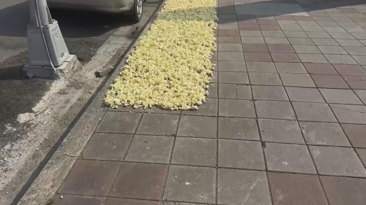 在地美食？花椰菜「丟地曝曬」　蒼蠅狂飛　店家：自己要吃的