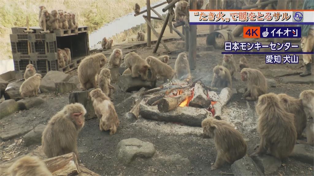 猿猴中心辦「烤火活動」　猴群圍火堆愜意取暖