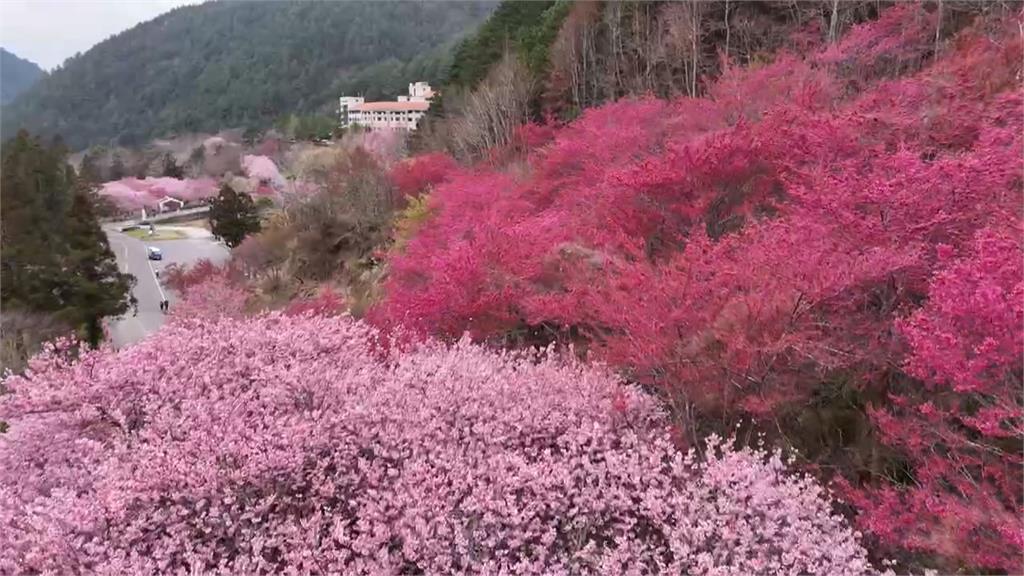 武陵農場開滿９成櫻花　交管延長一週籲賞花民眾多搭乘大眾運輸