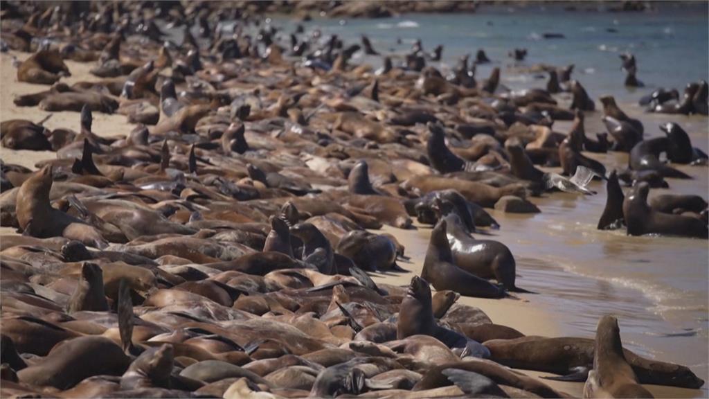 上百海獅齊聚加州海灘開趴！　居民怨：吵到不行
