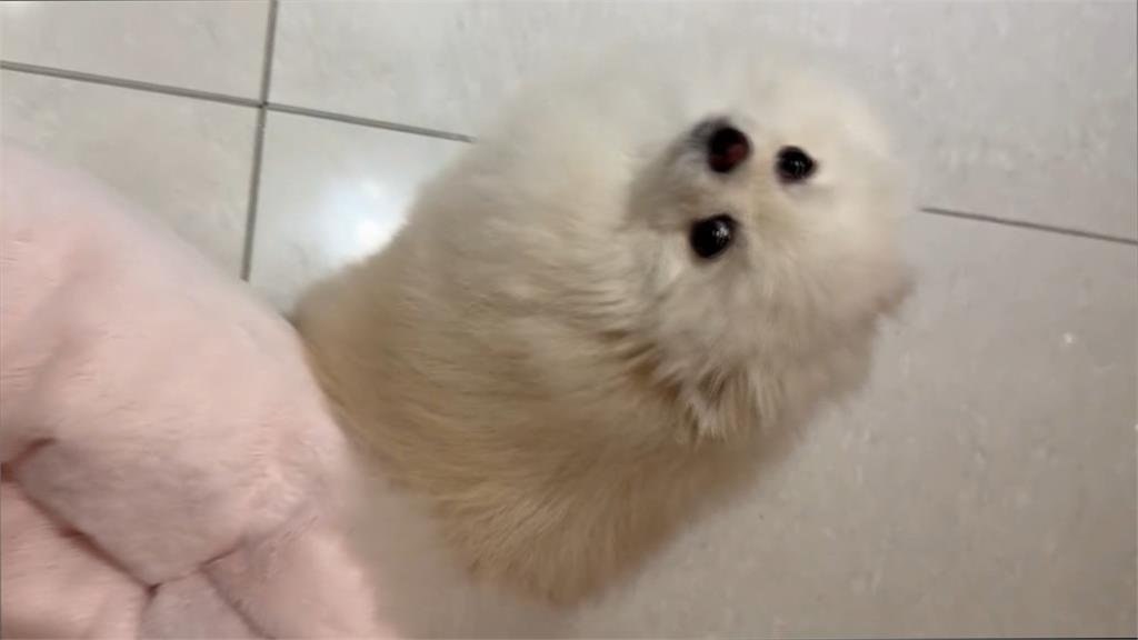 送愛犬去美容、洗澡帶一身傷回家　寵物美容業者：絕對沒有虐待寵物