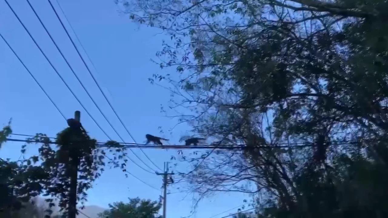 南投馬烈霸部落台灣獼猴肆虐　柿子園遭破壞損失近百萬