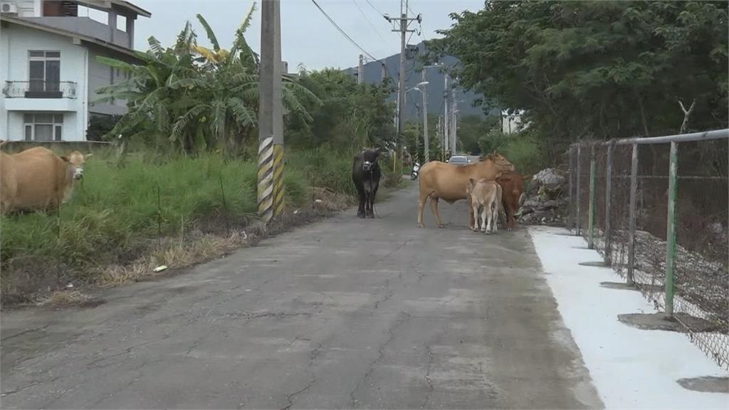 牛群逃亡還揪別家牛 飼主互相指責「都你家的牛帶壞我家的牛！」