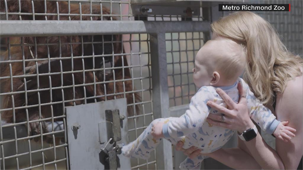 紅毛猩猩媽生2胎仍不懂餵奶　動物園找來真人示範