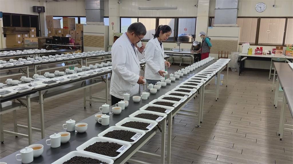 雨水少冬茶產量大減! 茶葉價格最高恐上漲2成