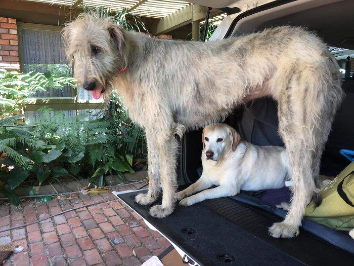 世界最高《愛爾蘭獵狼犬》連拉不拉多看起來都變吉娃娃了
