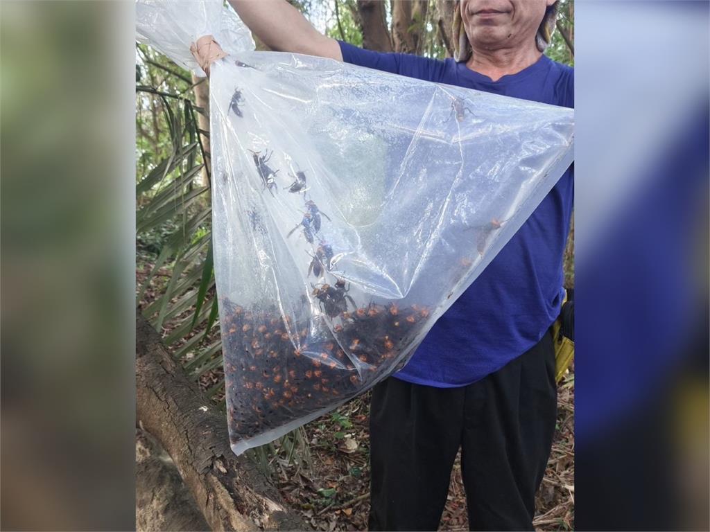 快新聞／基隆5登山客遭蜂螫　動保處摘除蜂窩驚見上千隻中華虎頭蜂