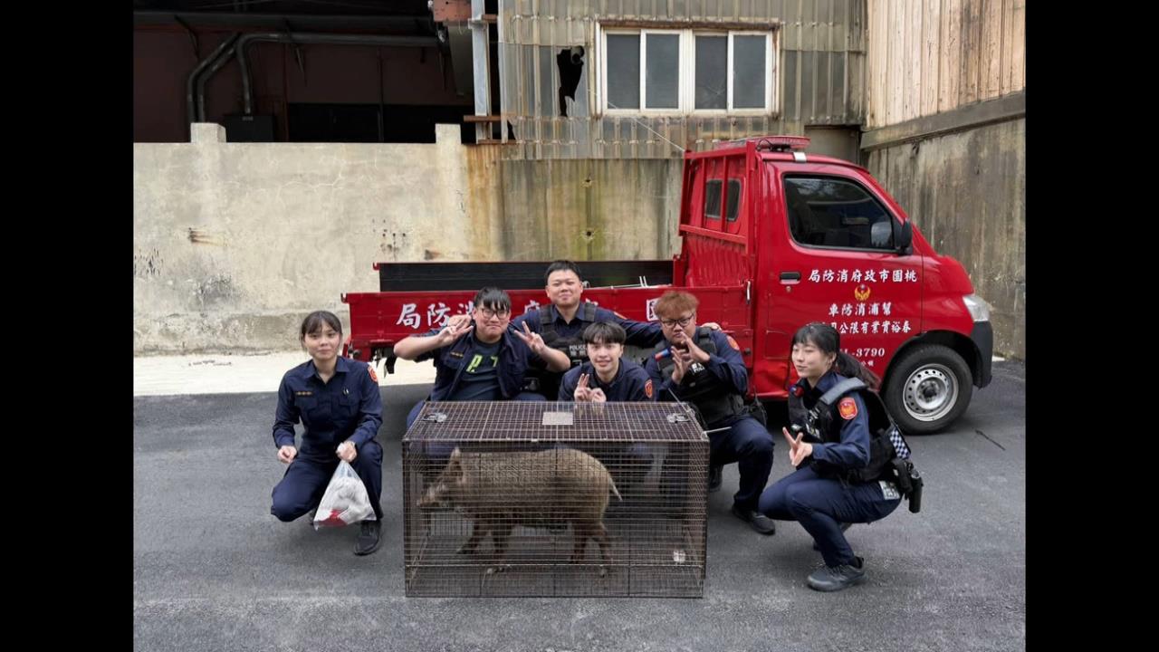 桃園大街野生山豬亂竄！　員警靠「它」成功收服山豬
