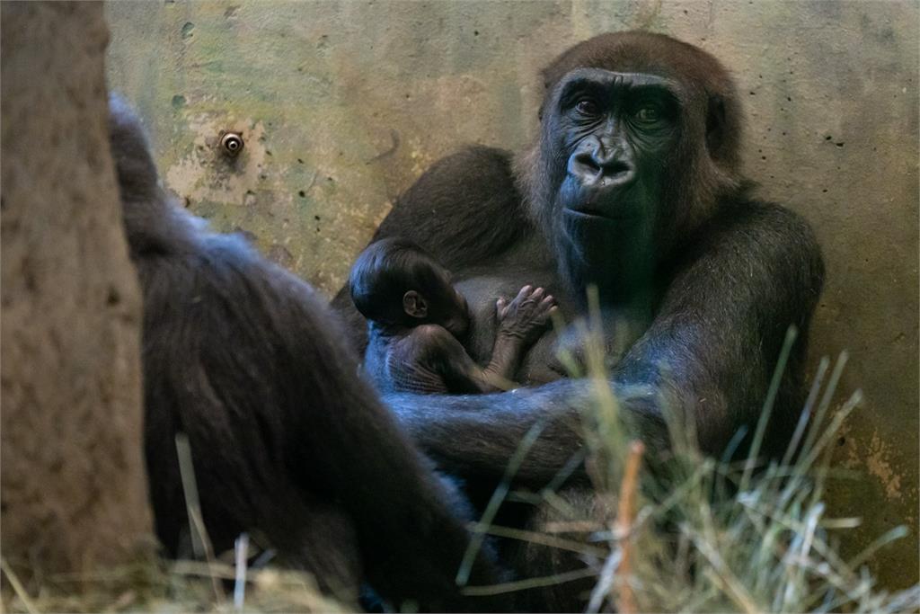 快新聞／養了4年發現公猩猩生寶寶　動物園揭露驚人真相