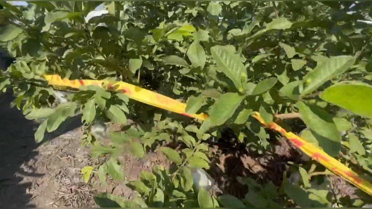 狠砍26刀! 彰化「芭樂公主」慘死 賴姓男友逃死判無期徒刑定讞