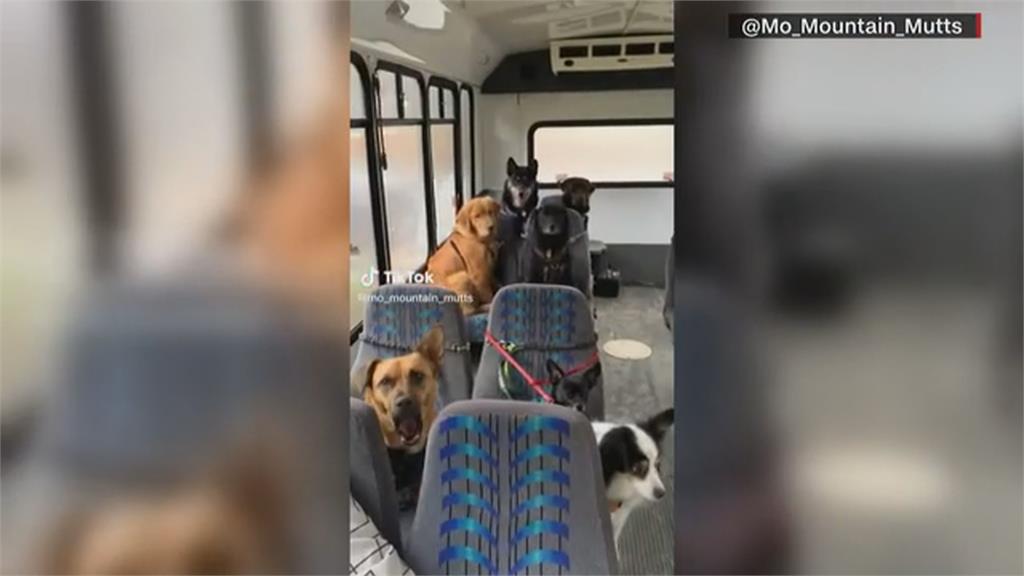 專為牠服務！狗狗專屬校車　上車坐好要扣安全帶
