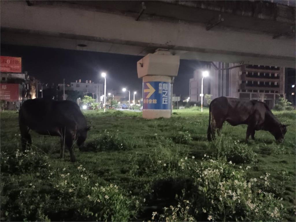 2黃牛半夜趴趴走　蘆竹警急叩放牧場牽回