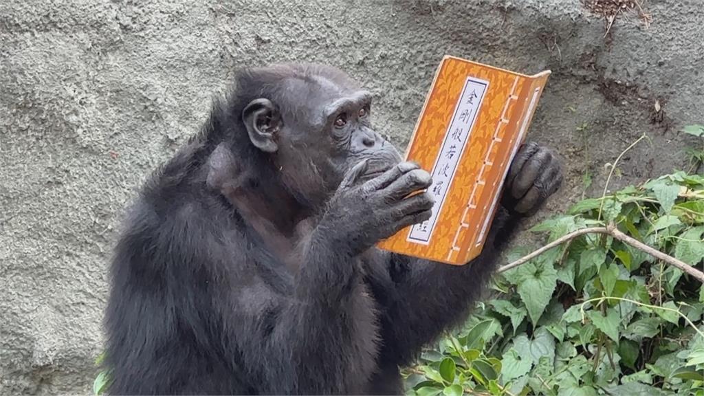 世界閱讀日享受書香　黑猩猩竟在翻看美食書