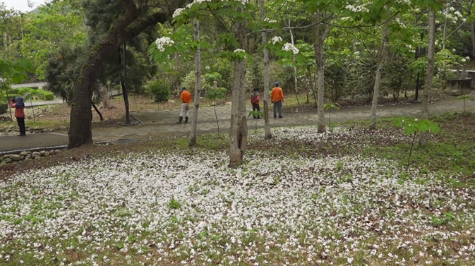 揮別登革熱！古坑桐花<em>公園</em>大爆花　花開六成美如四月雪