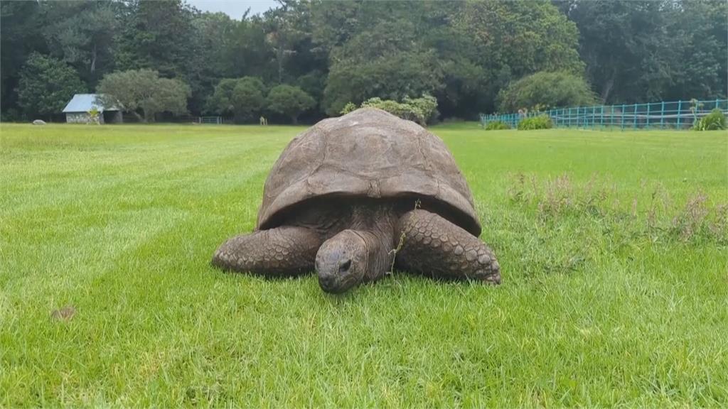 金氏紀錄最長壽陸上動物　陸龜「強納生」已１９２歲