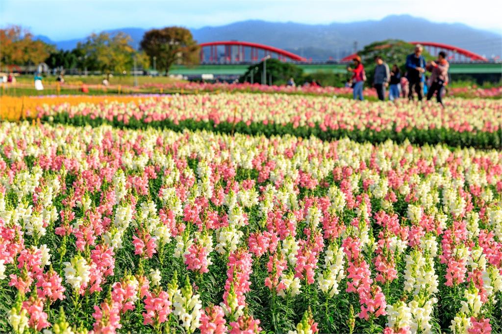 北市河濱花海浪漫絕美　春節來賞花運動擁抱大自然
