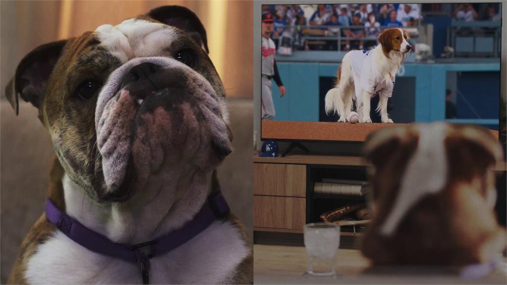 MLB(影)/「好羨慕大谷的狗...」國際狗狗日廣告「大谷、法官愛犬」變狗界巨星