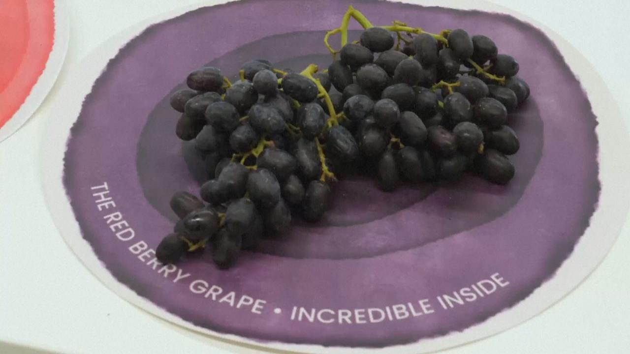 西班牙培育「紅莓葡萄」　皮和果肉都是紅色、滋味酸