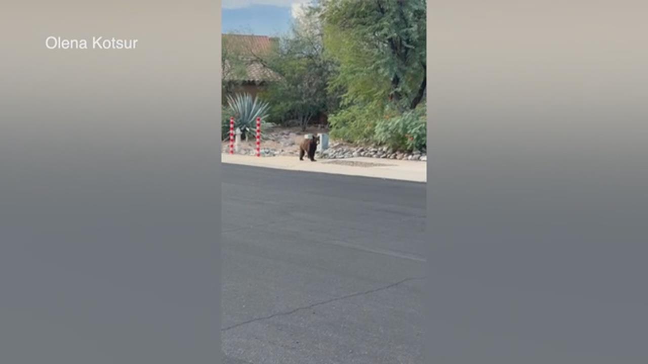 美國超市遭熊入侵閒逛　店員嚇壞　急疏散店內人員