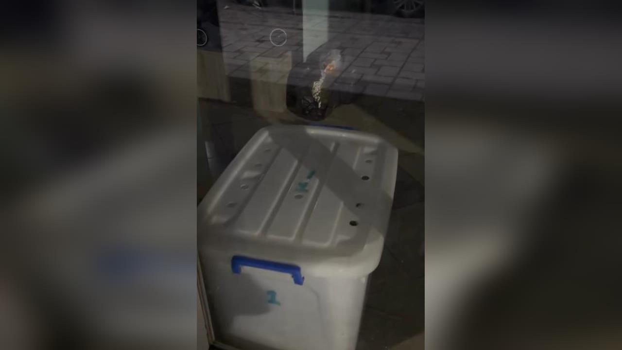 快新聞／連鎖寵物店打烊將狗塞收納箱！網友急尋臘腸犬　曝店家電話打不通