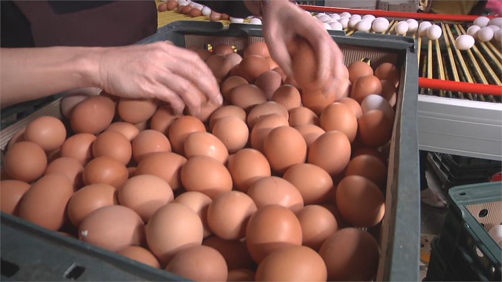 進口解蛋荒　日本禽流感未除名　雞蛋可輸台？！