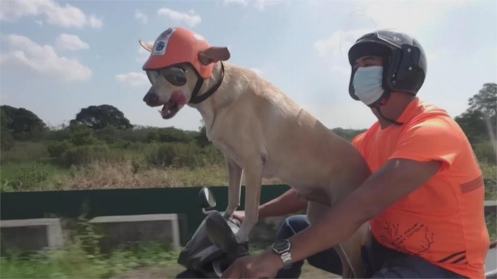 就愛坐機車! 菲律賓狗狗陪主人騎車環島 平衡感超好 還幫追搶匪