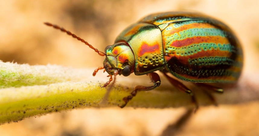 耳朵劇痛慘被誤會吸毒 醫一照:竟藏「活甲蟲」還夾不出來