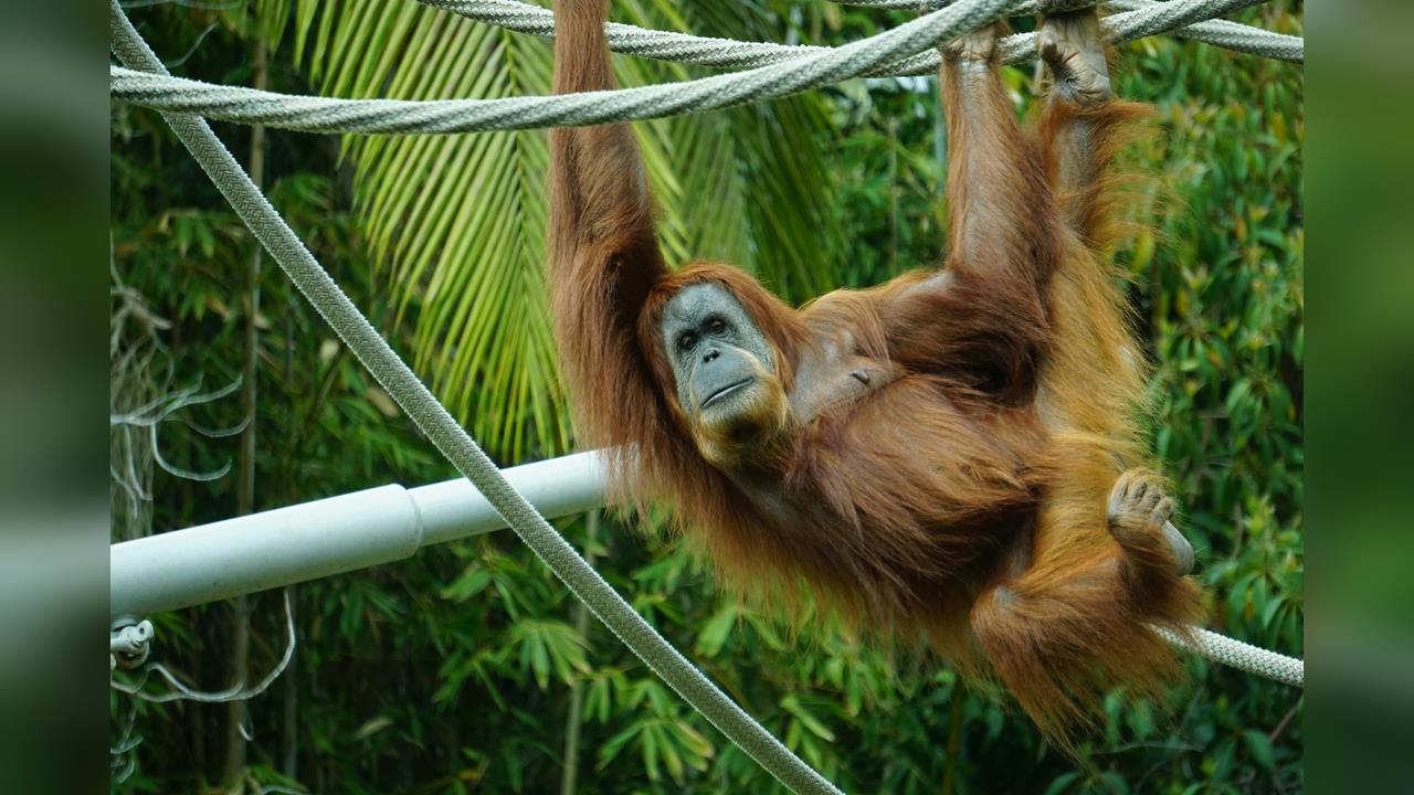 印度巨型動物園掀風波 瀕危物種收購引爭議