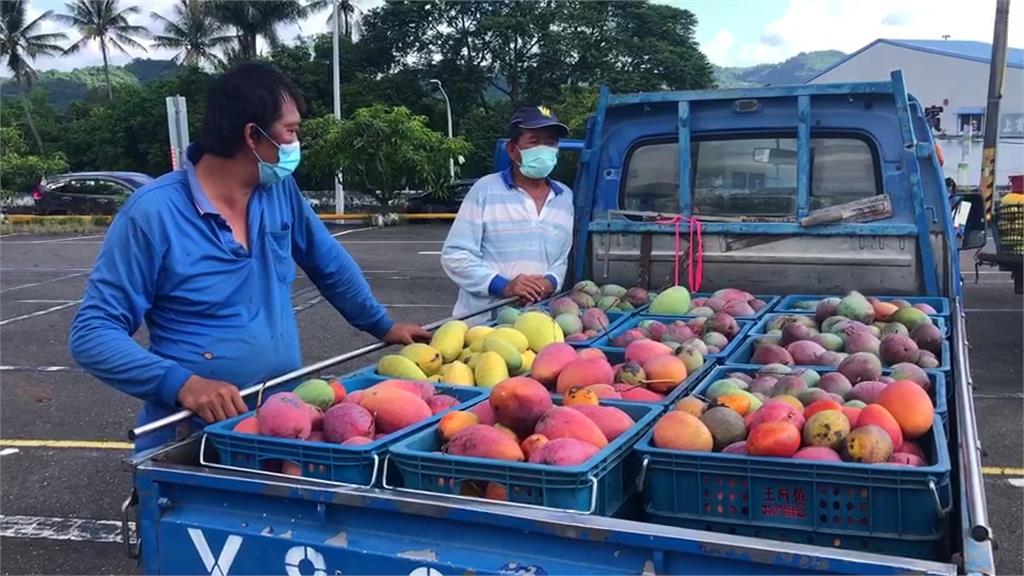 台南芒果收購每公斤10元 果農搶交貨