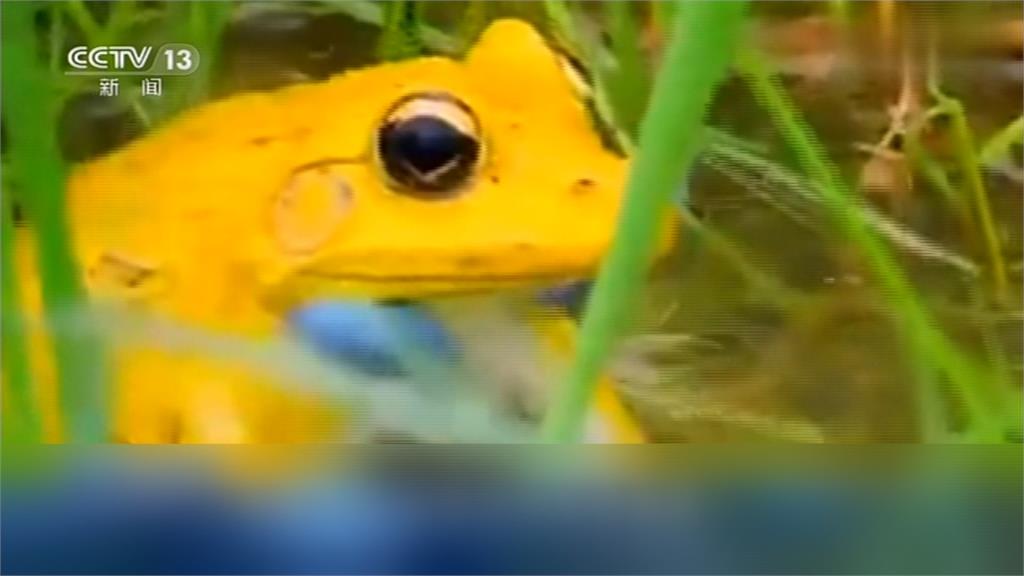 金蛙現身！雄性印度虎紋蛙變「金黃色」求偶