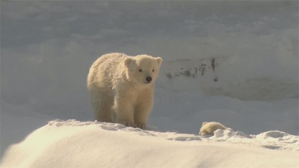 <em>俄羅斯</em>薩哈共和國動物園　「北極熊龍鳳胎」出生徵名
